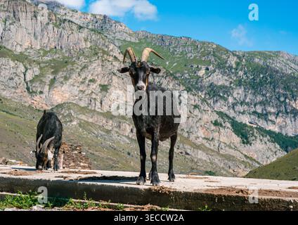 Black goats on the mountain road with towering rocky peaks and green slopes at the background under a clear blue sky Stock Photo
