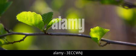 backlit hazel leaves on branch in spring forest Stock Photo