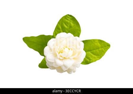 White homegrown Arabian Jasmine (Jasminum sambac) flower with leaves isolated on white background with clipping path, premium object for design. Stock Photo