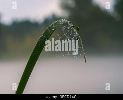 Delicate spiderweb covered in morning dew droplets on a green grass blade in a peaceful natural setting Stock Photo