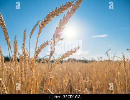 Golden wheat field under the bright sunlight on a clear summer day in the countryside, with blue sky in the background Stock Photo