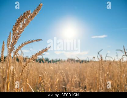 Golden wheat field under the bright sunlight on a clear summer day in the countryside, with blue sky in the background Stock Photo