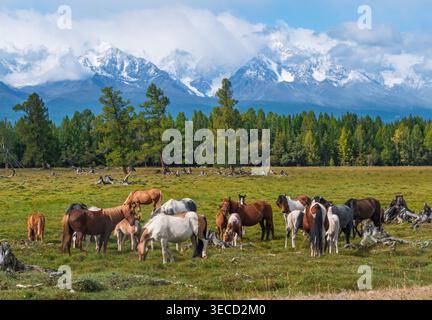 Horses graze in a green pasture with snow-capped Altai Mountains in the background under a blue sky Stock Photo