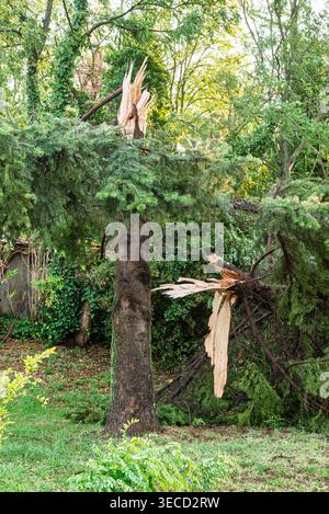 A large fallen tree lies across a narrow rural road, creating a blockage amid dense green vegetation. The scene shows storm damage, broken branches, a Stock Photo