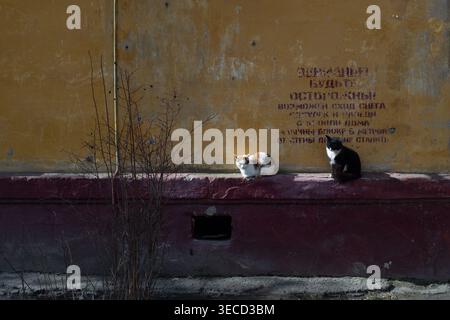 Two stray cats sit on a sunlit ledge beneath a weathered yellow wall with faded Russian graffiti, conveying quiet companionship Stock Photo