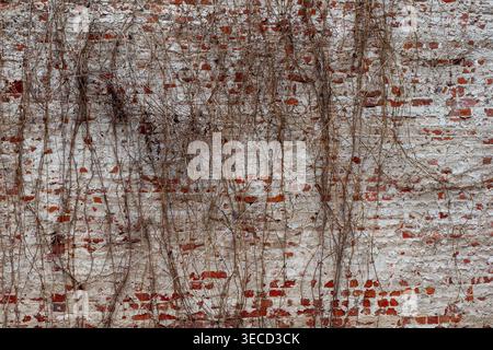 Texture of an old brick wall covered with dried climbing plants Stock Photo