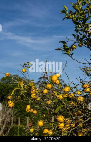 Ripe Lemons Growing on Tree Under Blue Sky Stock Photo