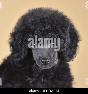 Portrait of cute toy poodle puppy sitting on yellow background Stock Photo