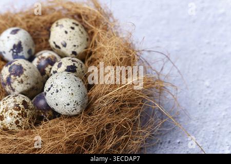 Quail eggs in a delicate nest against a light background, symbolizing new life, spring, and organic food Stock Photo