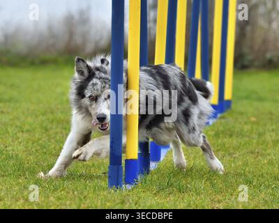 Merle Border collie dog doing slalom in agility training Stock Photo