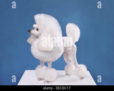 Beautiful white toy poodle in continental clip on blue background Stock Photo