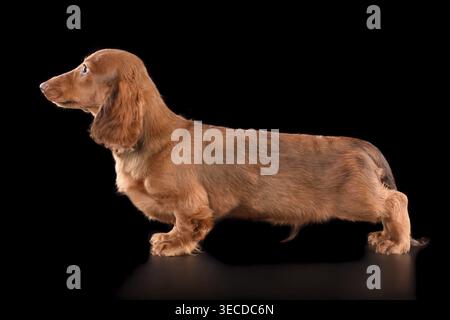 Studio shot of beautiful chocolate longhaired dachshund standing on black background Stock Photo