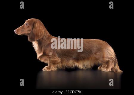 Chocolate longhaired dachshund standing on black background Stock Photo