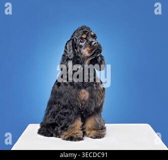 Three months old puppy of american cocker spaniel sitting on a blue background Stock Photo
