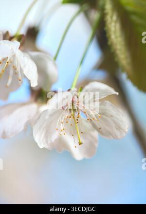 Cherry blossom flowers blooming on a tree branch in spring sunlight near a clear blue sky with soft colors Stock Photo