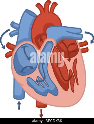 Anatomy of the Blood Flow of the Human Heart. Education Chart. Medicine and Cardiology. Vector Illustration of Internal Organs Stock Vector