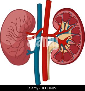 Anatomy of Human Kidneys. Concept of the Urinary System. Vessels, Arteries and Veins Kidneys. Vector Illustration of Internal Organs Stock Vector