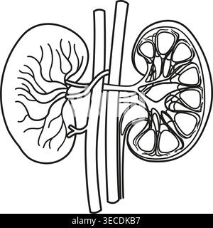 Anatomy of Human Kidneys for Coloring. Concept of the Urinary System. Vessels, Arteries and Veins Kidneys. Vector Illustration of Internal Organs Stock Vector