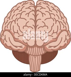 Human Brain Front. Vector Illustration of Internal Organs. Medicine Concept Stock Vector
