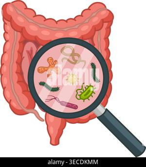 Intestinal Bacteria in a Magnifying Glass. Microflora in the Large and Small Intestines. Vector Illustration of Human Organs Stock Vector