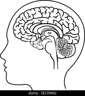 Human Brain Side View for Coloring. Vector Illustration of the Brain from the Inside. Human Anatomy Stock Vector