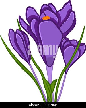 Crocus flowers. Spring Flowers Purple Crocuses. Vector illustration. Floral Design for Printing on Clothes, Cards, Wedding Invitations, Congratulation Stock Vector