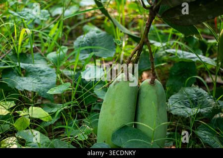 Two unripe mangoes or Mangifera indica are hanging together on a branch, featuring smooth light green skin and an oval form as they begin their early Stock Photo