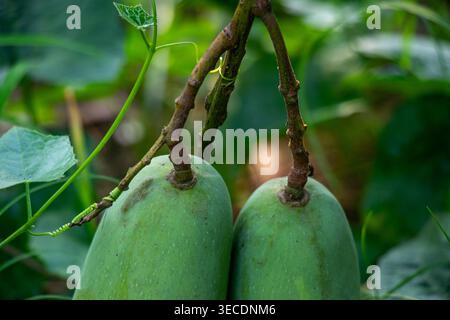 Two young green mangoes or Mangifera indica hanging side by side on branches, showing smooth pale green skin and oval shape in early development stage Stock Photo