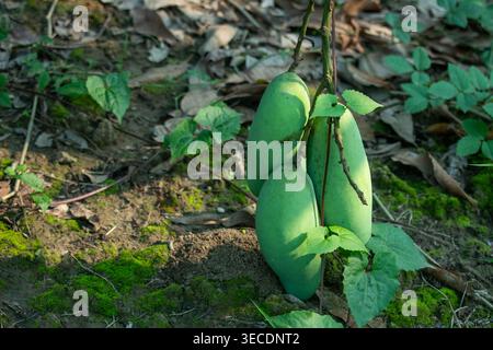 Cluster of young green banana mangoes king of fruits or Mangifera indica hanging on a branch. Immature fruits with smooth pale green skin turning yell Stock Photo