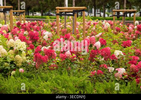 paniculata wim's red hydrangea and panicle red hydrangea Pink Shade. Large clusters of flowers Stock Photo