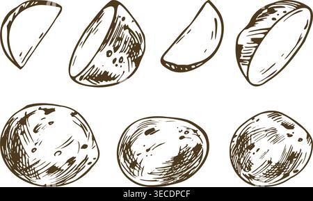 Hand drawn sketch illustration of baby potato set. Ink pen vegetable drawing in line art outline style. Organic harvest, kitchen cooking ingredient Stock Vector