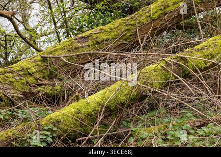 Tree trunks covered with moss, riverside, Stratford-upon-Avon, England, Great Britain Stock Photo