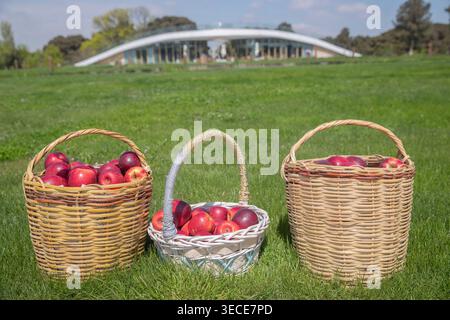 Botanical Garden in Baku, Azerbaijan, blurred in the background. Three wicker baskets filled with fresh red apples (Malus domestica) on green grass Stock Photo