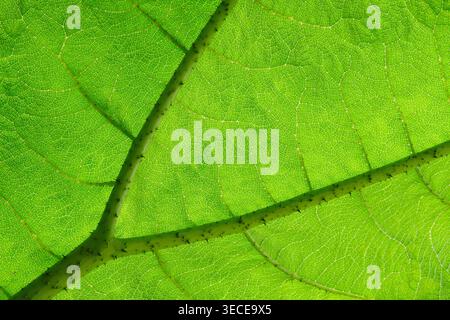 Leaf of  a giant rhubard plant, banned ifor sale n UK Stock Photo