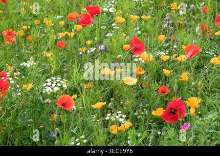Field of wild flowers in summer Stock Photo
