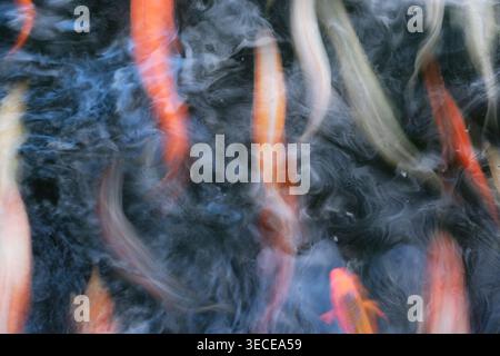 Abstract image of lots of Koi Carp moving quickly Stock Photo