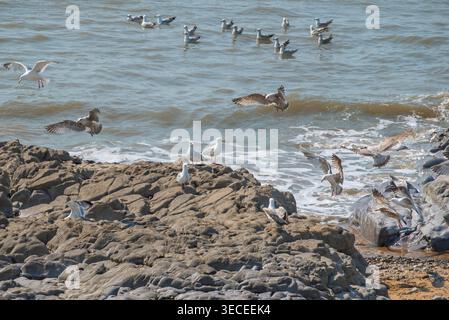 Seagulls soar, perch on sunlit rocks, and float in the choppy sea along a rugged coastline. Stock Photo