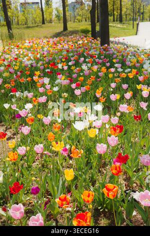 Vibrant garden bed featuring a dense cluster of bright orange and red ...