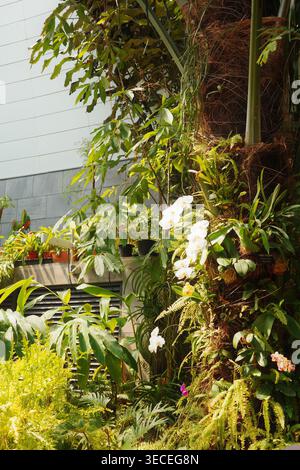 White moth orchids on a moss pole inside a botanical conservatory, with tropical ferns, climbing vines, and lush mixed foliage in bright natural light Stock Photo