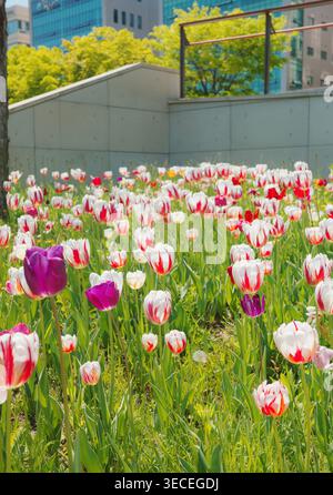 White and red striped tulips with purple accents blooming in an urban park, with a concrete retaining wall and glass office buildings behind. Stock Photo