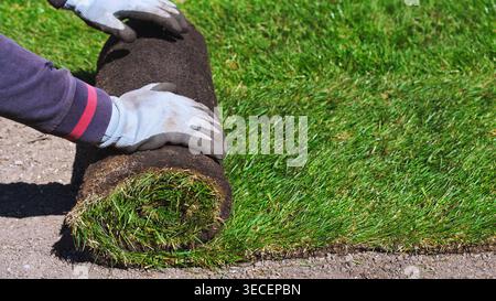 A worker laying the rolled turf. Gardening. Making a lawn from a roll. Green grass texture - well-groomed turf in the garden. Stock Photo