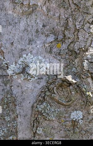 Close up of gray tree bark with knot detail, textured grooves, aqua gray lichen, and soft sunlight in vertical composition. Stock Photo