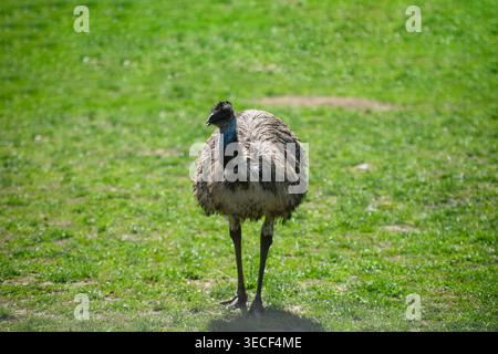 Emu bird walking on green grass in sunny day. Large flightless Australian bird outdoors in natural habitat. Concept of exotic wildlife, nature beauty Stock Photo