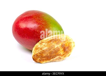 Mango, Mangifera indica, seed on a white background Stock Photo