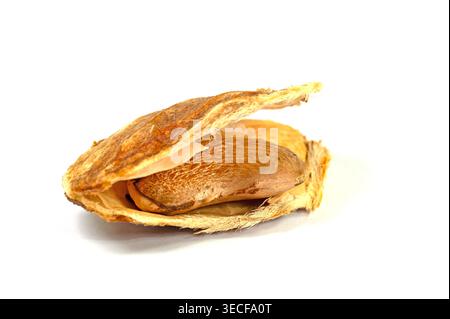 Mango, Mangifera indica, seed on a white background Stock Photo