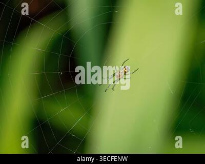 Macro view of a small Orchard Orbweaver spider Leucauge venusta with green legs and patterned abdomen sitting in its silk web with a green background Stock Photo