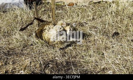 Stray cat lying on dry grass during at sunny day. The scene quietly reflects the vulnerability of an animal without a home, resting alone in a natural Stock Photo