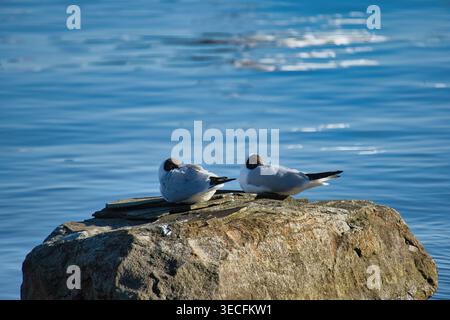 Pair of black headed gulls resting on a coastal rock in the blue sea Stock Photo