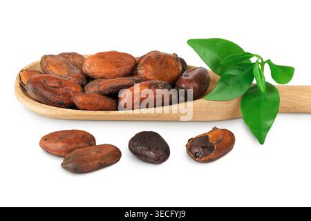 cocoa beans in wooden spoon isolated on white background Stock Photo