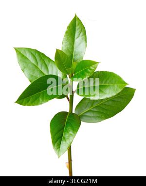 Fresh green bay laurel branch isolated on white background. Laurel leaves. Bay leaf herb. Clipping path Stock Photo